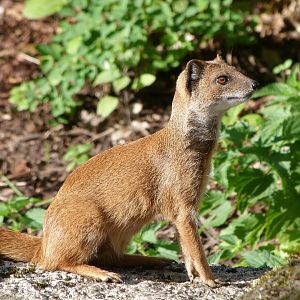 Yellow mongoose -Zoo Plzeň (2025)