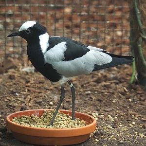 Blacksmith lapwing (Vanellus armatus), 2025-09-01