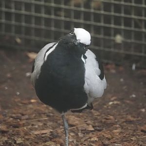Blacksmith lapwing (Vanellus armatus), 2025-09-01