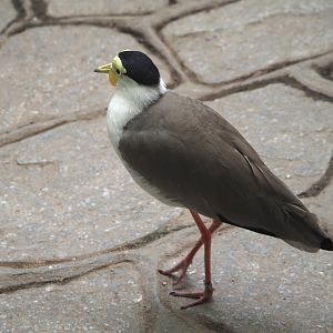 Masked lapwing (Vanellus miles) on the walkway in the Tropicalia greenhouse, 2025-09-01