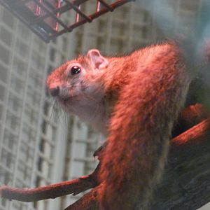 Smith's bush squirrel -Zoo Plzeň (2025)