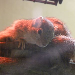Smith's bush squirrels -Zoo Plzeň (2025)