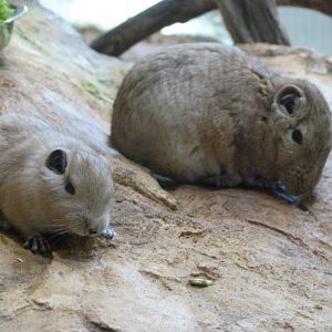 Common gundis -Zoo Plzeň (2025)