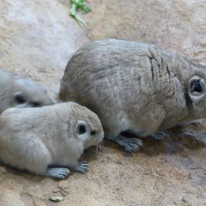 Common gundis -Zoo Plzeň (2025)