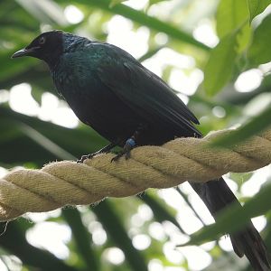 Long-tailed glossy starling (Lamprotornis caudatus) in the Tropicalia greenhouse, 2025-09-01