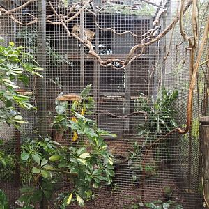 Tropicalia greenhouse - Crested wood partridge and Blue-bellied roller aviary, 2025-09-01
