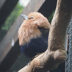 Blue-bellied roller (Coracias cyanogaster), 2025-09-01