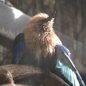 Blue-bellied roller (Coracias cyanogaster), 2025-09-01