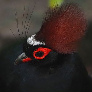 Crested wood partridge (Rollulus rouloul), 2025-09-01