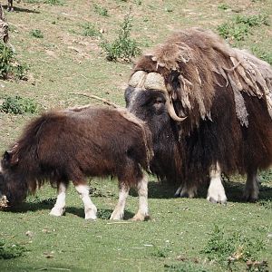 Musk oxen (Ovibos moschatus), juvenile and bull, 2025-09-01
