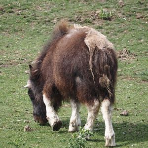 Juvenile Musk ox (Ovibos moschatus), 2025-09-01