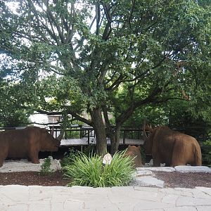 Prehi Daiza: Lands of the Past - Land of the Mammoths - Woolly rhinoceros animatronic models, 2025-09-01