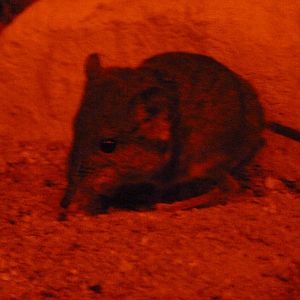 Round-eared sengi -Zoo Plzeň (2025)