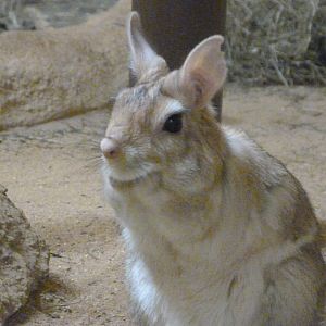 Southern springhare -Zoo Plzeň (2025)