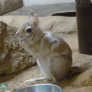 Southern springhare -Zoo Plzeň (2025)