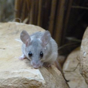 Seurat's spiny mouse -Zoo Plzeň (2025)