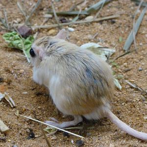 Flower’s gerbil -Zoo Plzeň (2025)