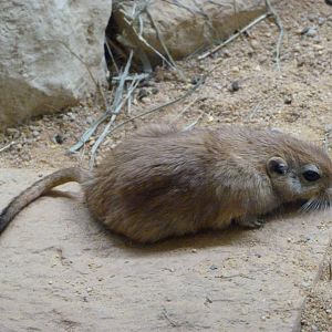 Fat sand rat -Zoo Plzeň (2025)