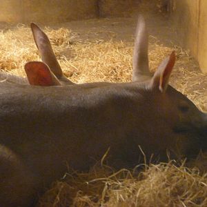Aardvarks -Zoo Plzeň (2025)
