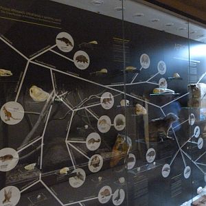 Afrotheria evolution display -Zoo Plzeň (2025)