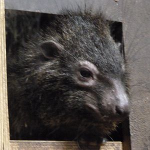West African tree hyrax -Zoo Plzeň (2025)