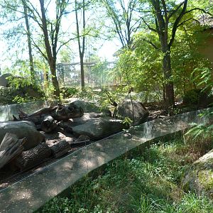 East African banded mongoose exhibit -Zoo Plzeň (2025)