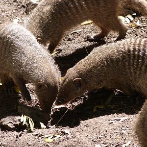 East African banded mongooses -Zoo Plzeň (2025)