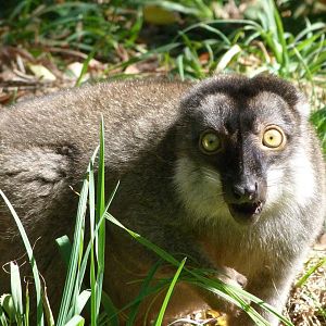 Common brown lemur -Zoo Plzeň (2025)