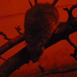 White-tailed antsangy -Zoo Plzeň (2025)