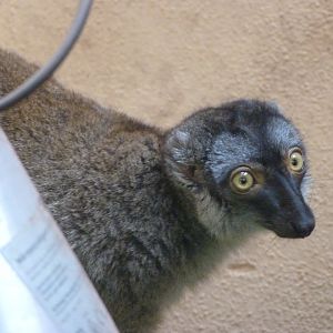 Common brown lemur -Zoo Plzeň (2025)