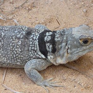 Cuvier's Madagascar swift -Zoo Plzeň (2025)