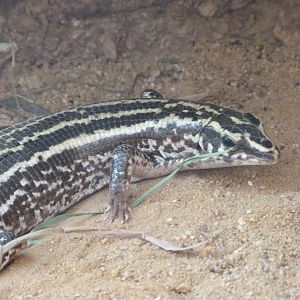Four-lined girdled lizard -Zoo Plzeň (2025)