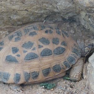Common malagasy spider tortoise -Zoo Plzeň (2025)