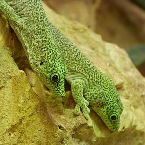Standing's day geckos -Zoo Plzeň (2025)