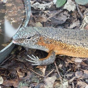 Southeastern girdled lizard -Zoo Plzeň (2025)