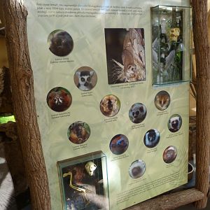 Educative display about lemur diversity -Zoo Plzeň (2025)