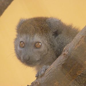 Lac Alaotra bamboo lemur -Zoo Plzeň (2025)