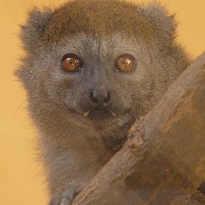 Lac Alaotra bamboo lemur -Zoo Plzeň (2025)