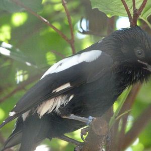Magpie shrike -Zoo Plzeň (2025)
