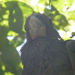 Western vasa parrot -Zoo Plzeň (2025)