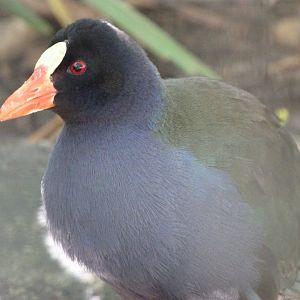 Allen's gallinule -Zoo Plzeň (2025)