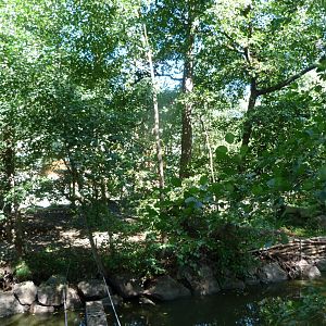 Peters’s angolan colobus exhibit -Zoo Plzeň (2025)