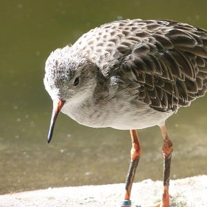 Ruff -Zoo Plzeň (2025)