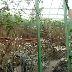 Aviary in the pygmy hippo pavillion -Zoo Plzeň (2025)