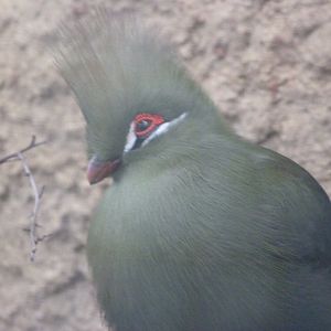 Green turaco -Zoo Plzeň (2025)