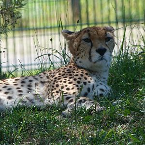 Sudan cheetah -Zoo Plzeň (2025)