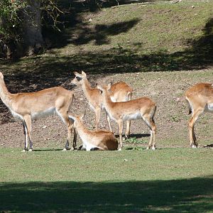 Kafue flats lechwes -Zoo Plzeň (2025)