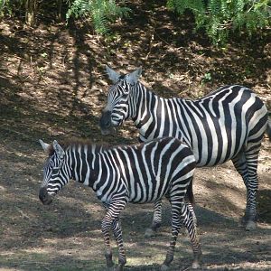 Maneless zebras -Zoo Plzeň (2025)