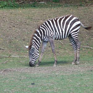 Maneless zebra -Zoo Plzeň (2025)