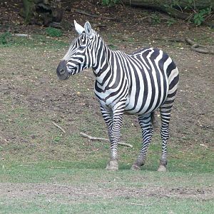 Maneless zebra -Zoo Plzeň (2025)